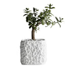 TerraForm Vase – Organic Voronoi Planter