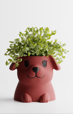 PuppyPot – Cute Puppy Shaped Indoor Planter for Succulents & Small Plants