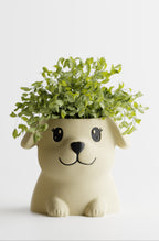 PuppyPot – Cute Puppy Shaped Indoor Planter for Succulents & Small Plants