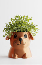 PuppyPot – Cute Puppy Shaped Indoor Planter for Succulents & Small Plants