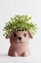 PuppyPot – Cute Puppy Shaped Indoor Planter for Succulents & Small Plants